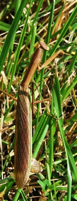 Chinese mantis (Tenodera sinensis) female